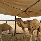 للبيع البكره الكفو العمر من 6 شهور الا 7 شهور