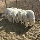 هرافي طيبه أعمارها من أربع شهور أربع شهور ونص وخول