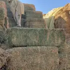 برسيم