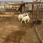 بسم الله الرحمن الرحيم افلح من ذكر الله وصلى على النبي
