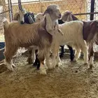 للبيع تيوس انتاج الحلال سمينة وطيبه صلبوخ