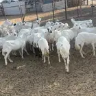رفيديات