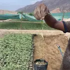 اشجار برية اشجار محليه بالجملة والكميات
