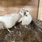 سمان تكساس تم البيع
