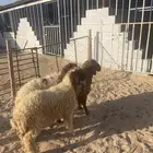 ذبايح بريه نعيمي للبيع يتوفر تمارا