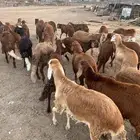 سواكن حمر