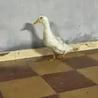 بط بكيني