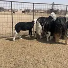 غنم نجد خلفات