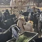 معزا عوارض اصل صنف الصنف
