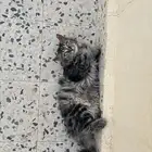 قطة شيرازي للتبني