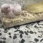 فرخ روز البينو