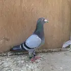 للبيع حمام زاجل سباق قطري