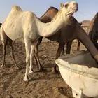 مغاتير للبيع