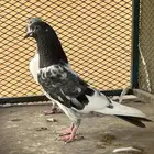 حمام باكستاني
