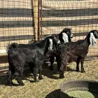 للبيع تيوس طيبه