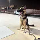 Dogs for adoption in Dammam