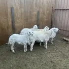 طليان ورخال ذبايح