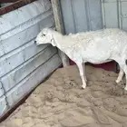 حريه صافه دافع 3شهور شرط على سونار