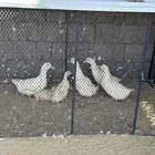 بط بكيني للبيع اربع كبار و ثنتين صغار