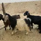 معزا دفيع