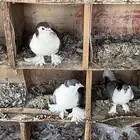 حمام شيرازي