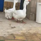 وز رواسي مستوا بطل وحجام ضخامة