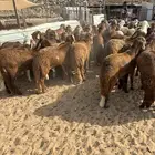 الشميسي طريق الخواجات
