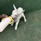 ماعز قزم تشيكي امريكي