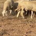 طليان ذبايح حريات العمر اكثر من عشر اشهر