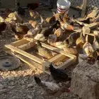 دجاج بلدي