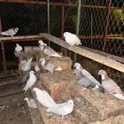 حمام مكاوي سلالة طيبة