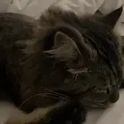 قطه
