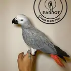 فرخ كاسكو أليف جدا   متوفر تمارا وتابي