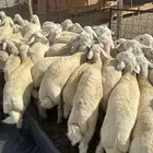 تم البيع