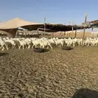 رخال حريات جذعات حرش 65