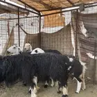 رخال نجد