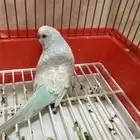 طير حب للبيع