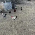اديوك احجام