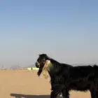 عارضي صنف