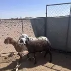 رخال سوكن مضريع
