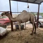 فرع ارك