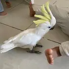 كوكاتو سلفر كرستد حجم جامبو