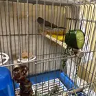 قري طايفي ذكر