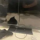شاشه Sony