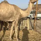 لقحه ملاقي ب 6200 يبلاش