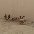 طقم دجاج تركي بياض