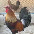 ديك فري انتاج تحضين جرم كبير