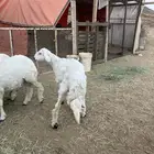 طليان للبيع