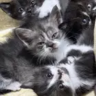 قطط للتبني
