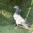 حمام باكستاني